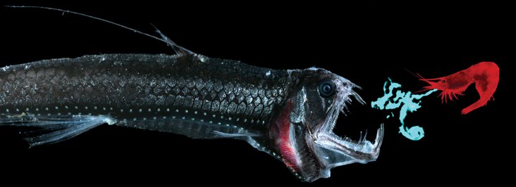 viperfish