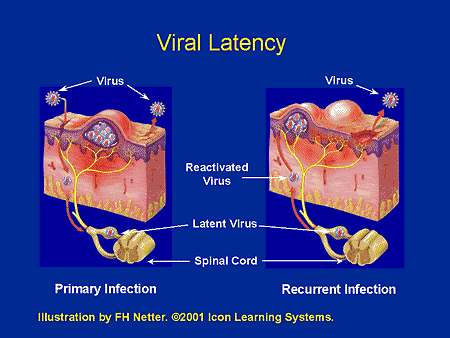 virus latency dormant slow