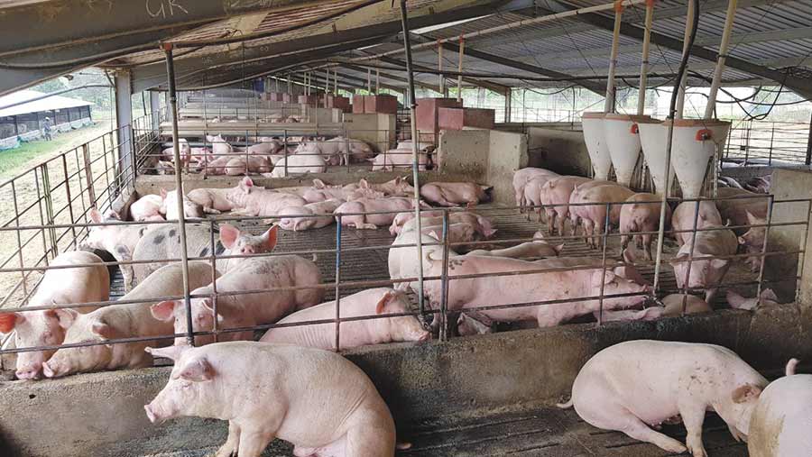 virus penyebab swine fever