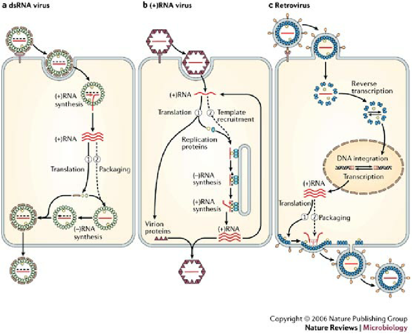 virus recombination penggabungan semula