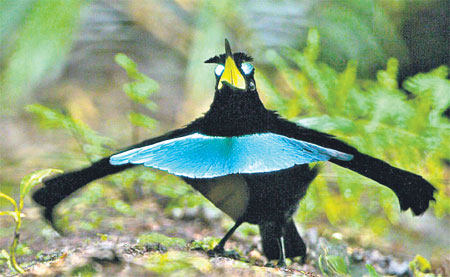 vogelkop spesis baru bird of paradise yang sangat menakjubkan 5