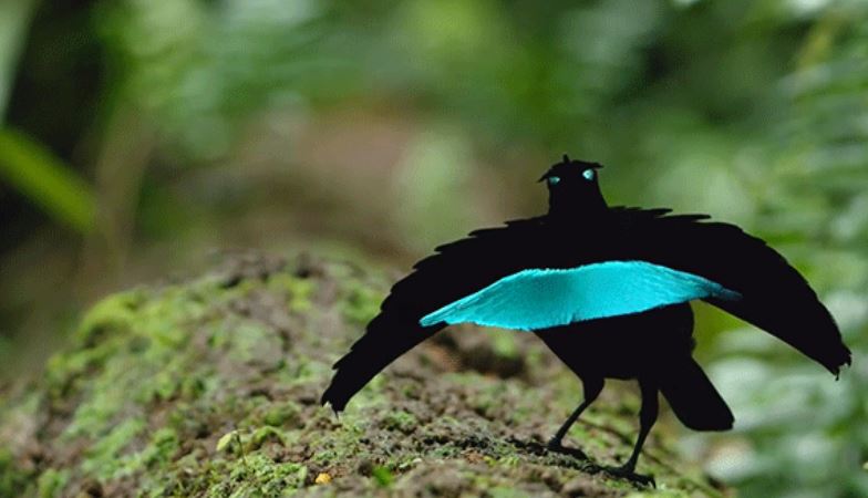 vogelkop spesis baru bird of paradise yang sangat menakjubkan 6