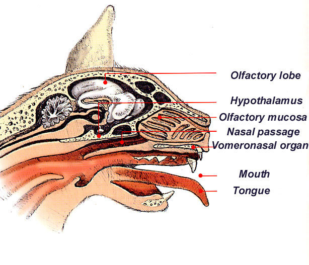 vomeronasal