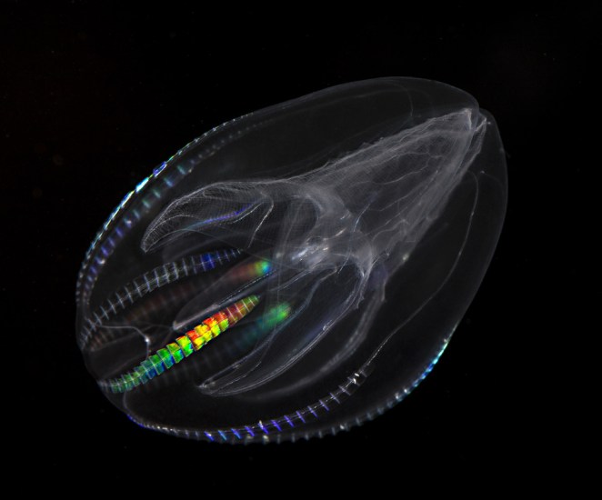 warty comb jelly sea walnut lut sinar