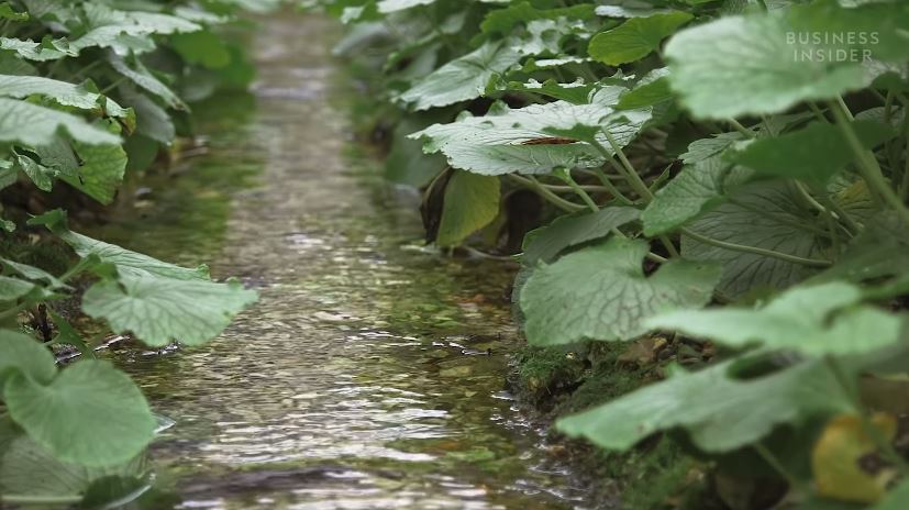 wasabi perlukan sumber mata air berterusan