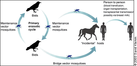 west nile encephalitis 3