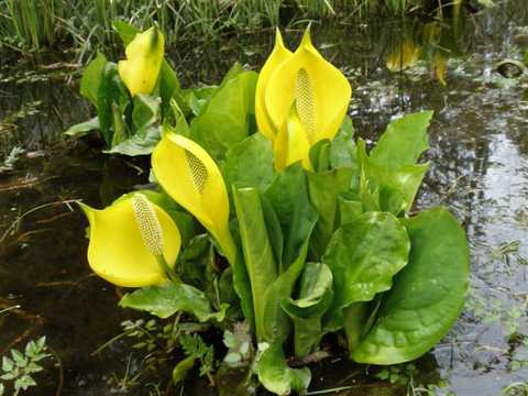 western skunk cabbage