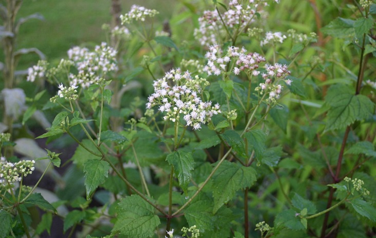 white snakeroot