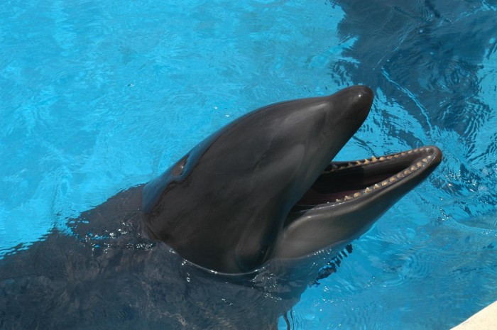 wholphin