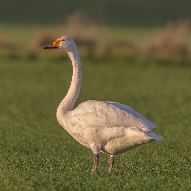 whooper swan