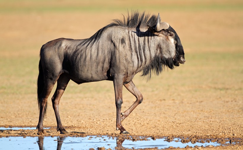 wildebeest