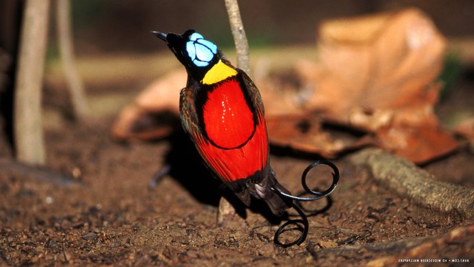 wilson s bird of paradise