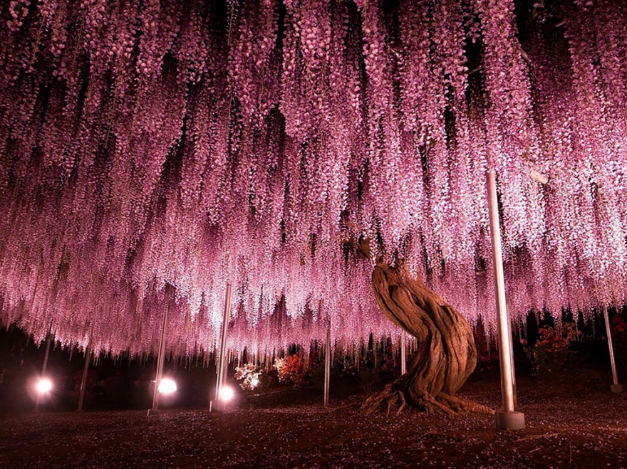 wisteria 2