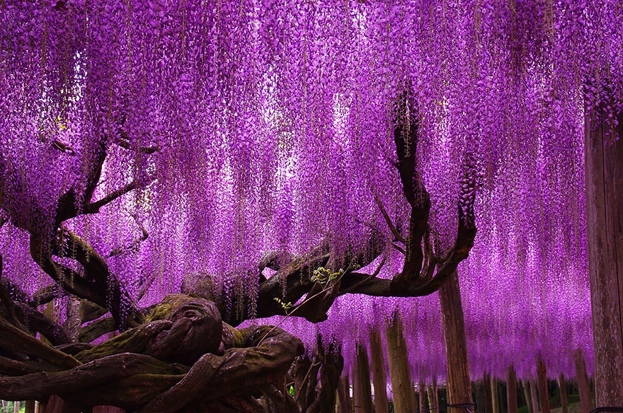 wisteria