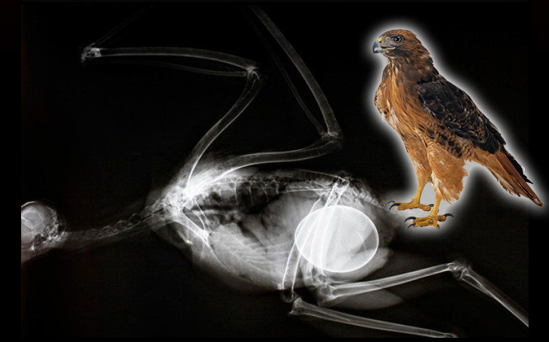 x ray burung hawk