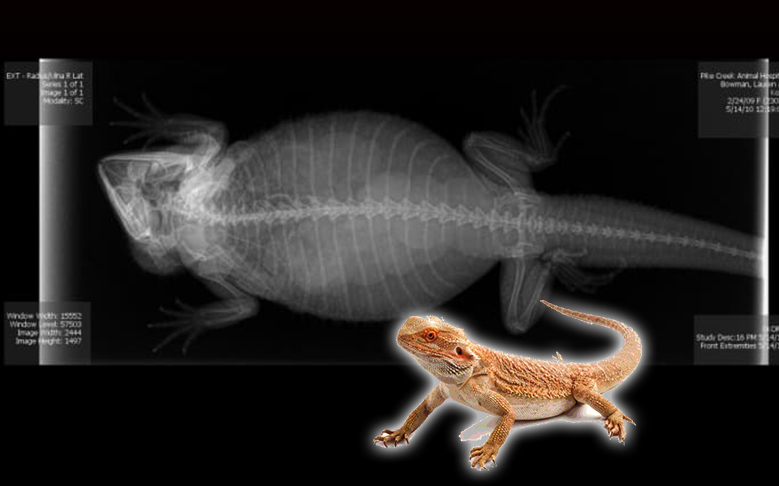 x ray pogona naga berjanggut bunting