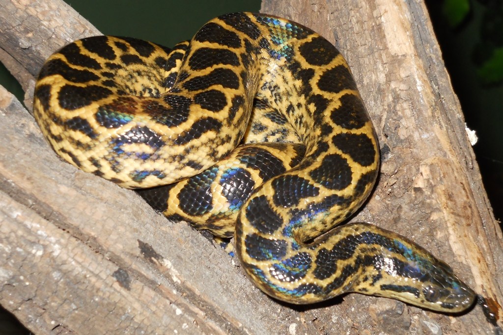 yellow anaconda