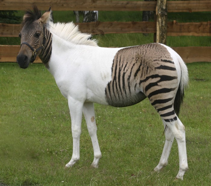 zebroid