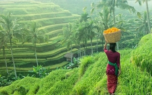 10 Negara Pengeluar Beras Paling Besar Di Dunia