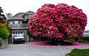 16 Pokok Tercantik Di Dunia