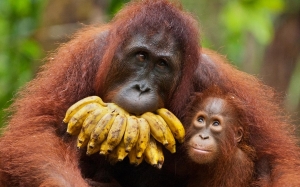 5 Tempat Terbaik Untuk Melihat Orang Utan Hidup Secara Semula Jadi