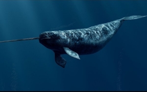 6 Fakta Menakjubkan Tentang Ikan Paus Narwhal