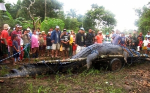 7 Buaya Terbesar Dunia Yang Pernah Ditemui Manusia