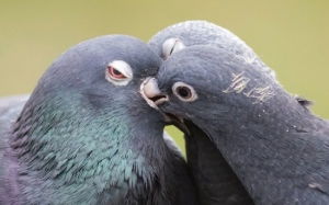 Adakah Ada Burung Yang Mampu Menghasilkan Susu?