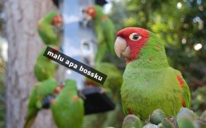 Bagaimanakah Burung Kakak Tua Mampu Meniru Percakapan Manusia?