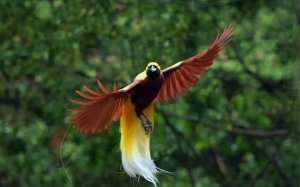 Benarkah Burung Cenderawasih Langsung Tidak Jejak Tanah?