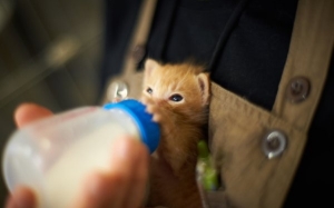 Bolehkah kucing anda diberi minum susu lembu?