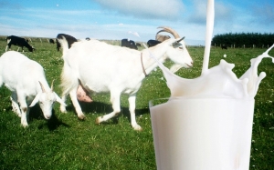 Kuman Brucella, Bahaya Susu Kambing Dan Ibu Mengandung