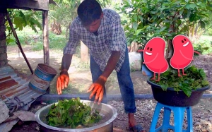 Buah Pinggang Rosak Angkara Minum Air Daun Ketum