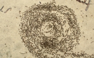 Bulatan Kematian - Kenapa Sesetengah Jenis Semut Tentera Melakukan Kamikaze