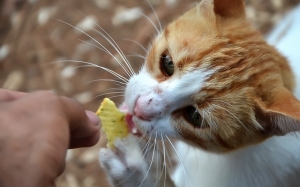 Elakkan Memberi 5 Makanan atau Minuman Ini Kepada Kucing Anda