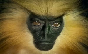 Golden Langur - Spesies Monyet Paling 