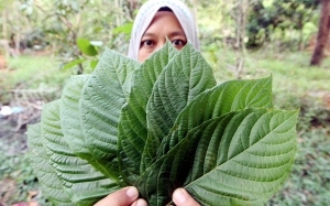 Khasiat dan Kesan Buruk Air Ketum Kepada Badan