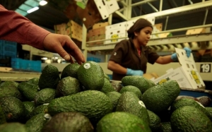 Ini Sebab Mengapa Buah Avokado (Alpukat) Tersangat Mahal