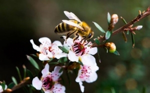 Ini Sebab Mengapa Madu Manuka Tersangat Mahal