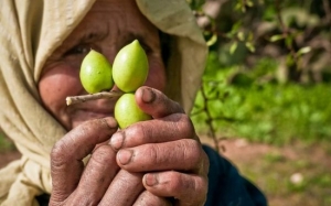 Khasiat Minyak Argan - Kenapa Ianya Termahal Di Dunia?