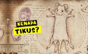 Ini Sebab Mengapa Tikus Sering Digunakan Dalam Kajian Dan Penyelidikan