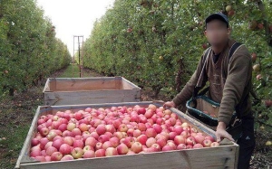 Pengalaman Kerja Petik Buah di Australia