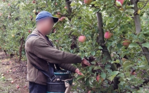 Berapa Pendapatan Saya Ketika Bekerja Petik Buah di Australia?