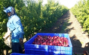 Cabaran Dan Pengalaman Kerja Petik Buah di Australia