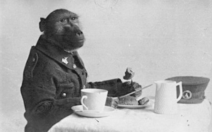 Kisah Babun Yang Berkhidmat Sebagai Tentera Afrika Selatan Dalam WW1 - Jackie The Baboon