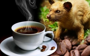 Kopi Luwak - Kopi Mahal Yang Dihasilkan Daripada Penyeksaan Terhadap Binatang