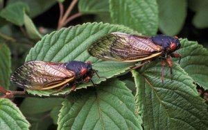 'Massospora cicadina' : Kulat Yang Membuatkan Riang-Riang Menjadi Hyperseksual