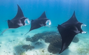 Mengapa Indonesia Mengharamkan Penangkapan Ikan Pari Manta Ray