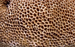 Geli Melihat Imej Atau Gambar Berlubang? Anda Mengalami Trypophobia