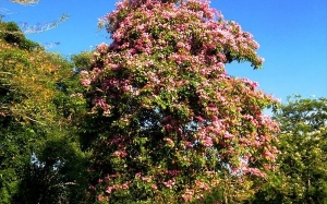 Pokok Tekoma Di Alor Setar ; Bagaikan Sakura Luruh Di Tokyo